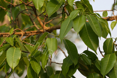 Ficus amplissima